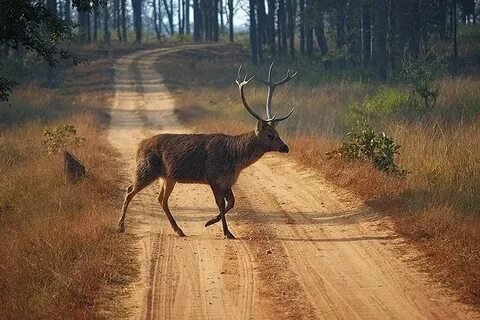 Kanha National Park Barasingha
